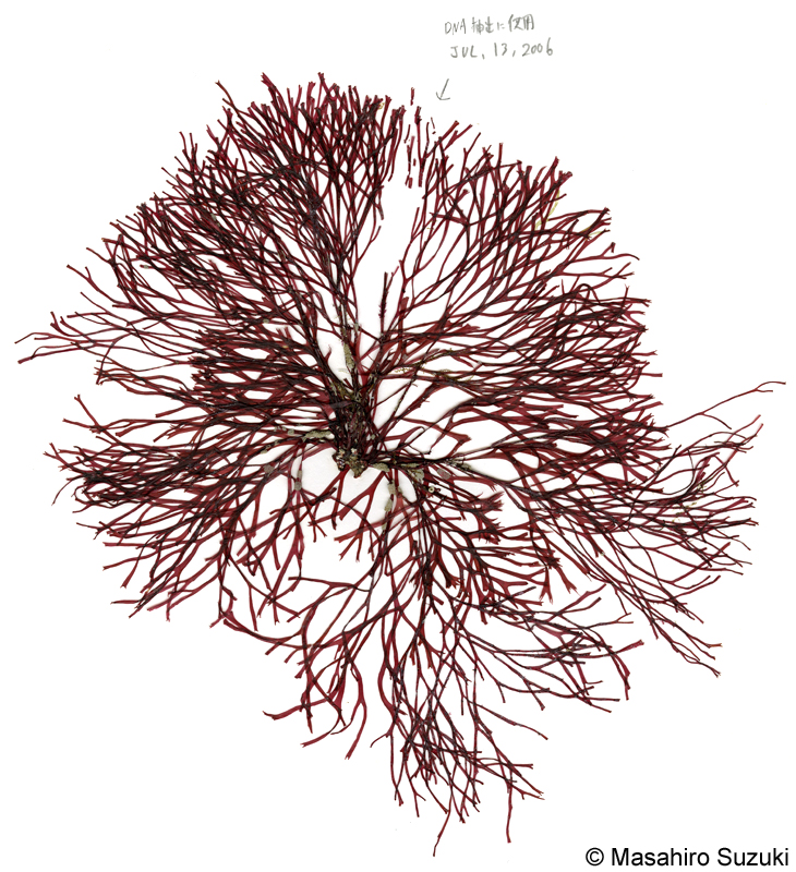 ホソダルス Rhodymenia liniformis