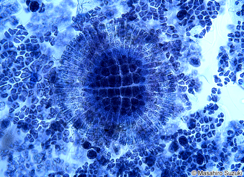 イソハナビ Sahlingia subintegra