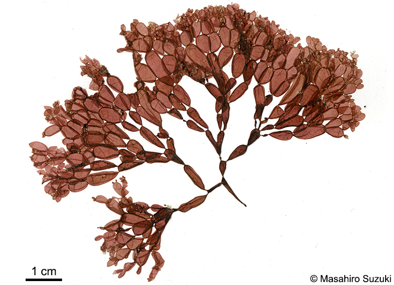 ツブフサノリ Scinaia hormoides