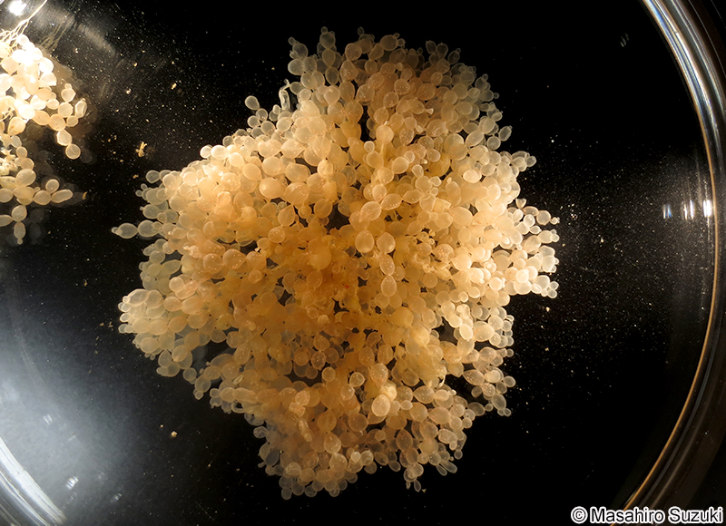 ツブフサノリ Scinaia hormoides