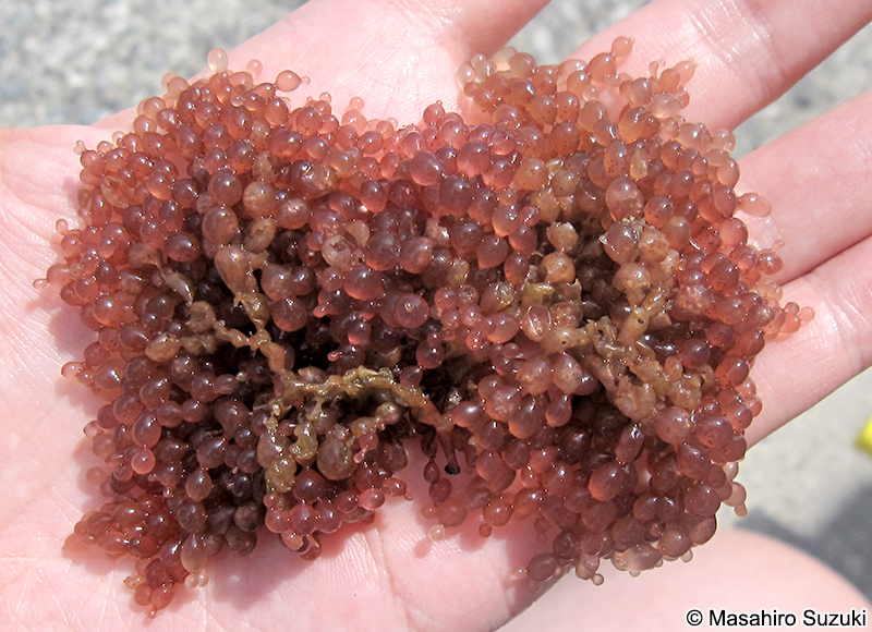 ツブフサノリ Scinaia hormoides