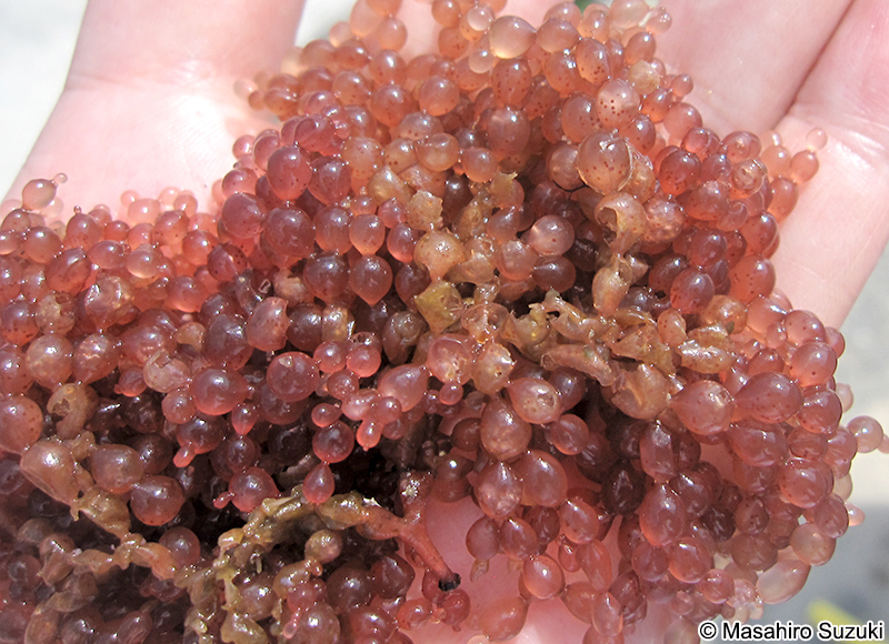 ツブフサノリ Scinaia hormoides