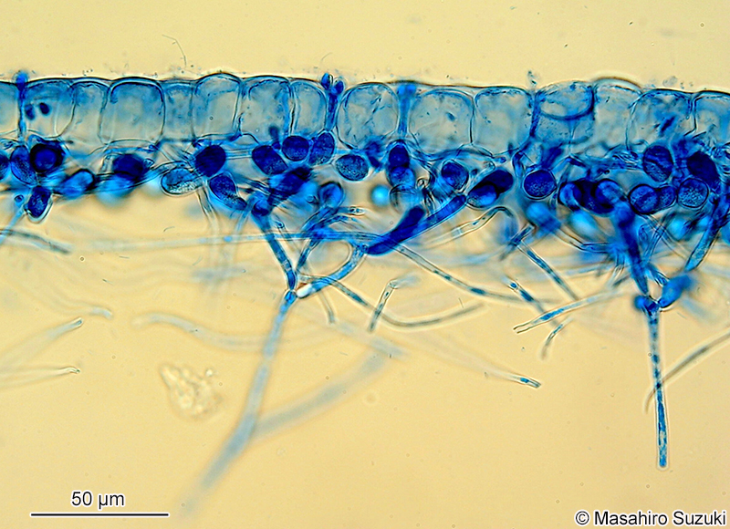 ツブフサノリ Scinaia hormoides