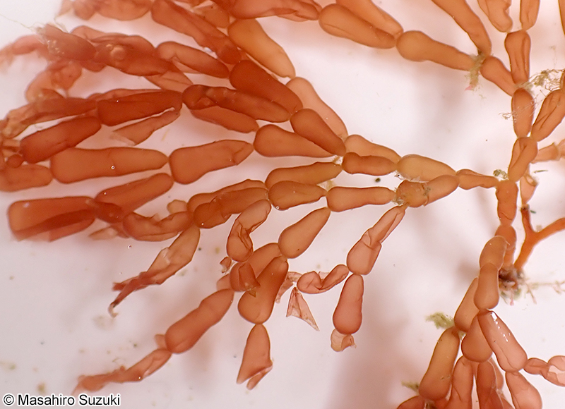 ツブフサノリ Scinaia hormoides