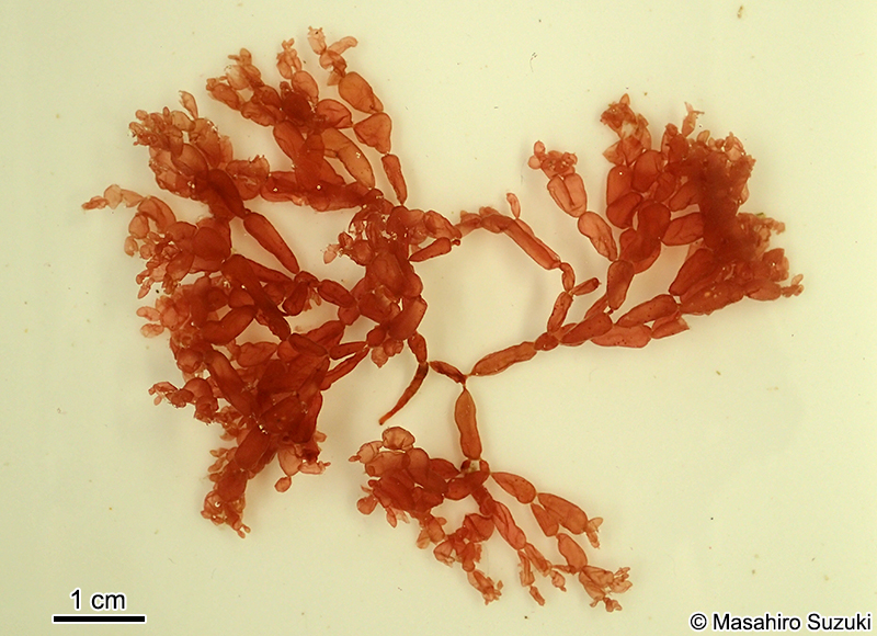 ツブフサノリ Scinaia hormoides