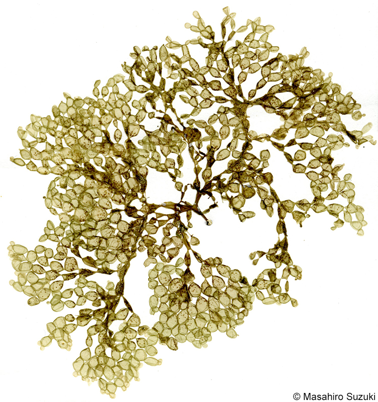 ツブフサノリ Scinaia hormoides