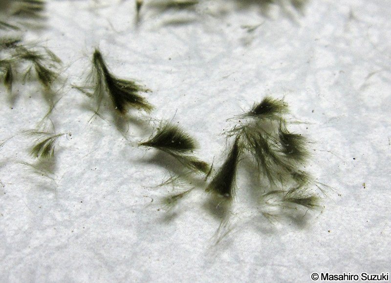 Sheathia jiugongshanensis