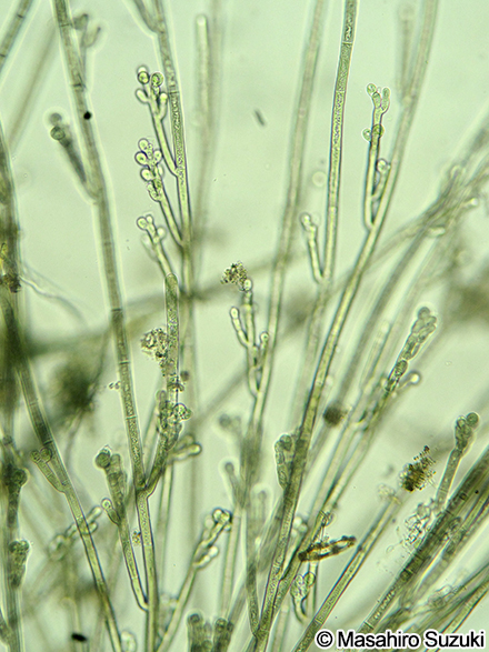 Sheathia jiugongshanensis