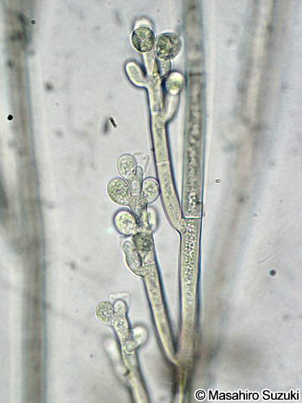 Sheathia jiugongshanensis