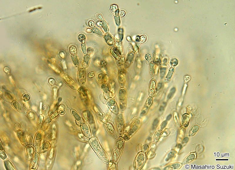 精子嚢を付けた枝