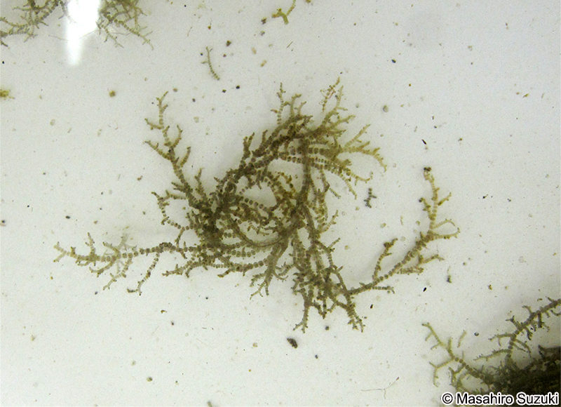 ヤツダカワモズク Sheathia yoshizakii