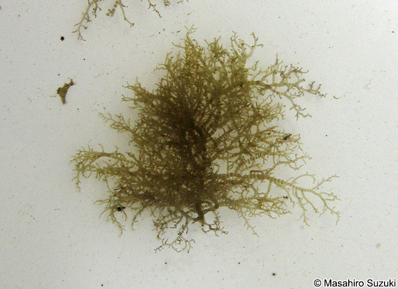 ヤツダカワモズク Sheathia yoshizakii