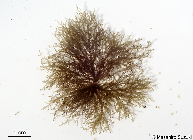 ヤツダカワモズク Sheathia yoshizakii