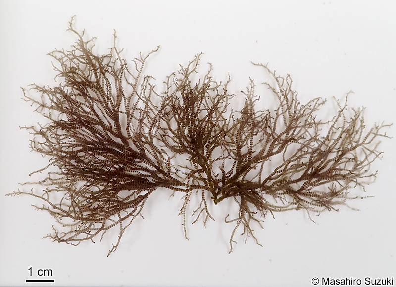 ヤツダカワモズク Sheathia yoshizakii