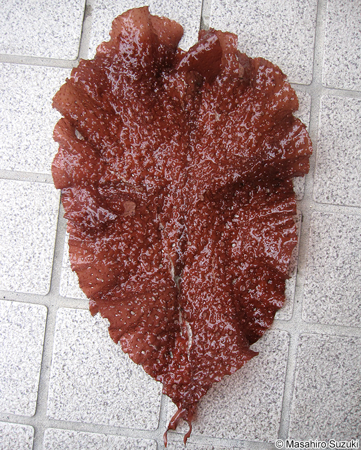 アナダルス Sparlingia pertusa