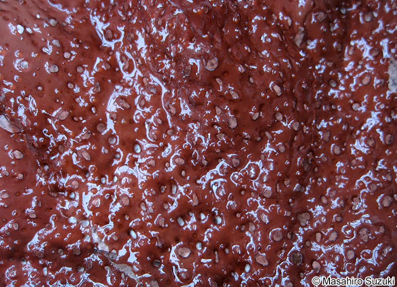 アナダルス Sparlingia pertusa