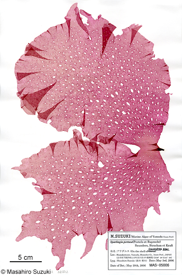 アナダルス Sparlingia pertusa