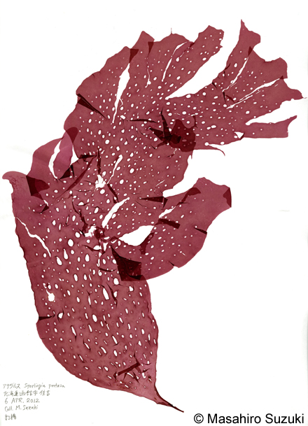 アナダルス Sparlingia pertusa