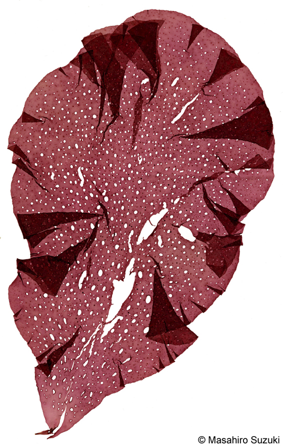 アナダルス Sparlingia pertusa