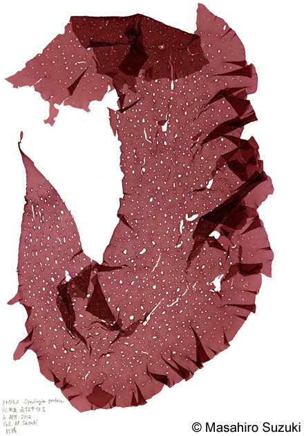 アナダルス Sparlingia pertusa