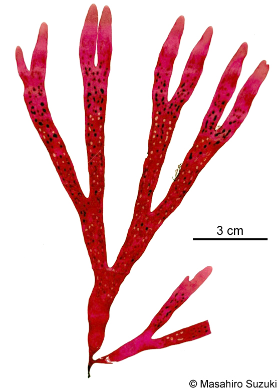ハスジグサ Stenogramma interruptum