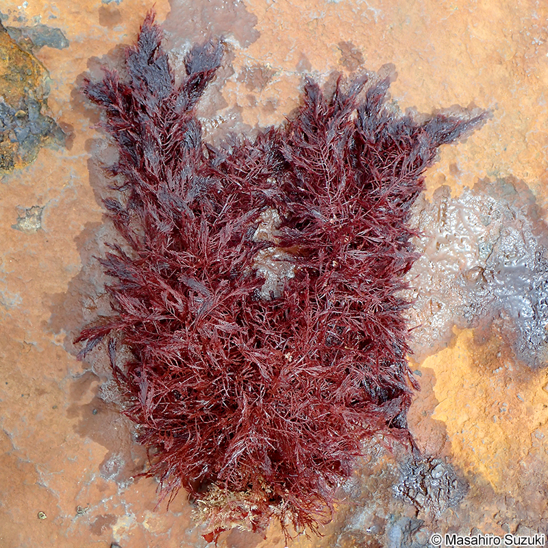 ホソコザネモ Symphyocladia linearis