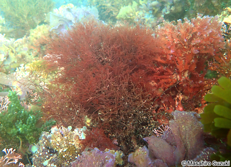 ホソコザネモ Symphyocladia linearis