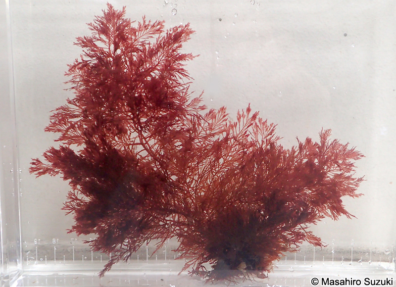 ホソコザネモ Symphyocladia linearis