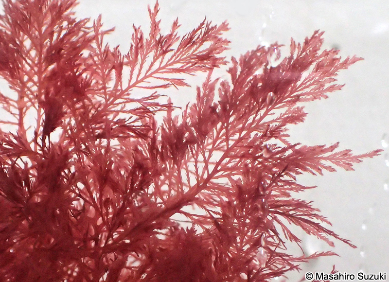 ホソコザネモ Symphyocladia linearis