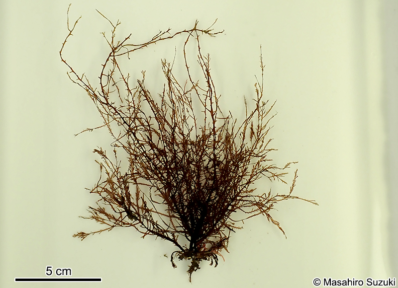 ホソコザネモ Symphyocladia linearis