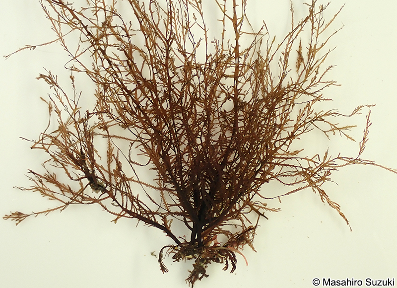 ホソコザネモ Symphyocladia linearis