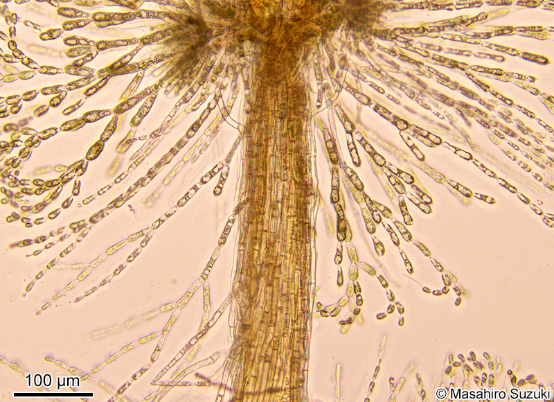 皮層と二次輪生枝

