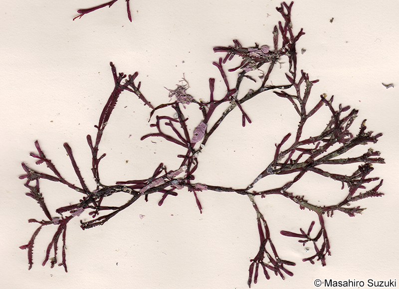 ウスバキントキ Yonagunia formosana