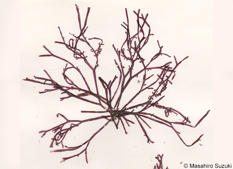 ウスバキントキ Yonagunia formosana