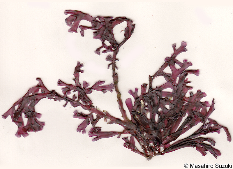 ヨナグニソウ Yonagunia tenuifolia