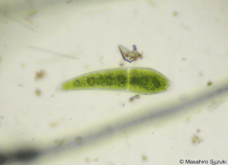 Closterium moniliferum