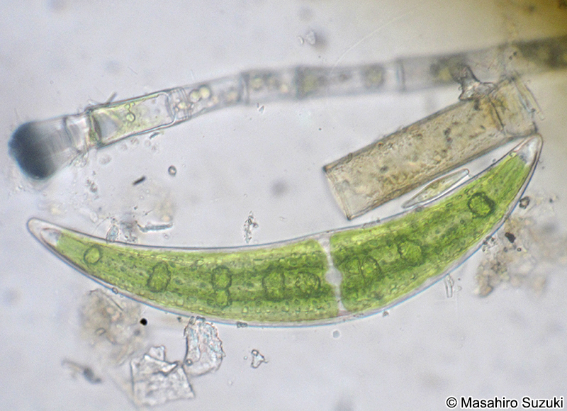 Closterium moniliferum