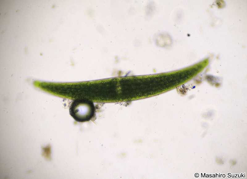 Closterium moniliferum