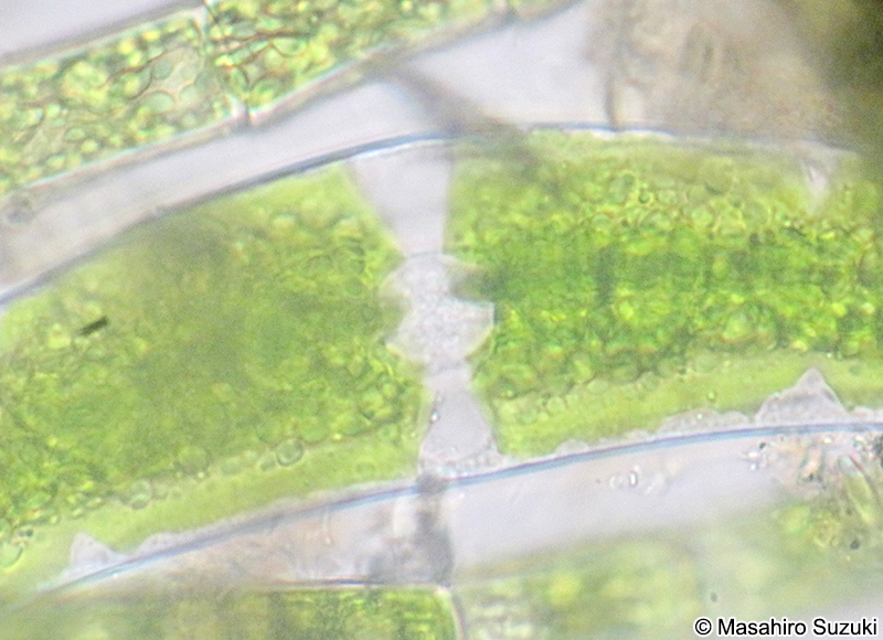 Closterium moniliferum