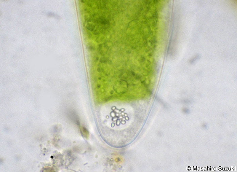 Closterium moniliferum