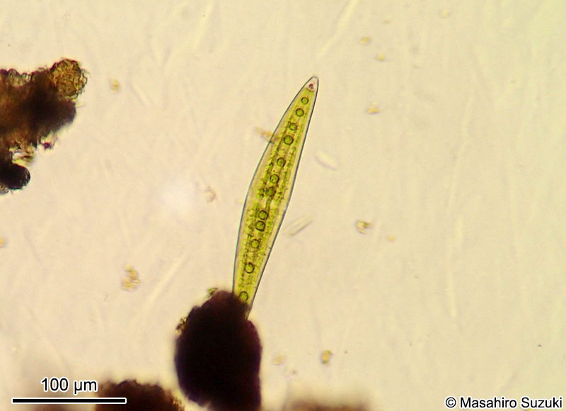 Closterium moniliferum