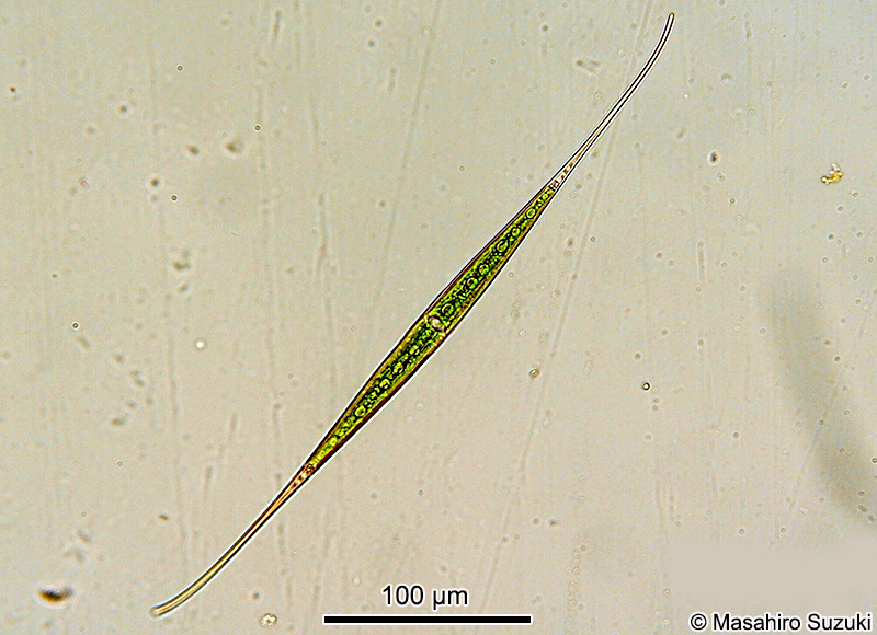 Closterium setaceum