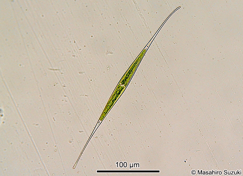 Closterium setaceum