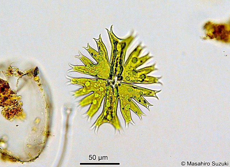Micrasterias crux-melitensis