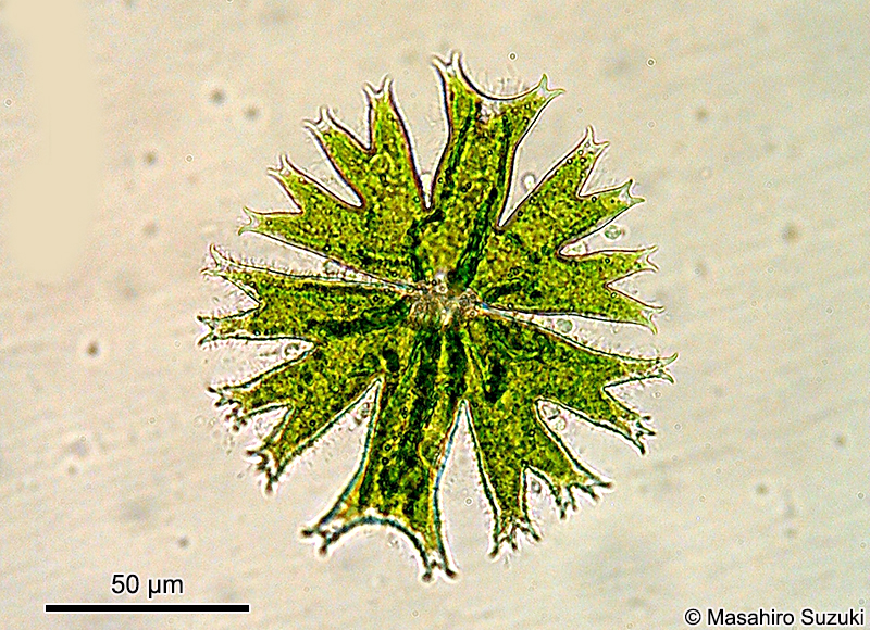 Micrasterias crux-melitensis