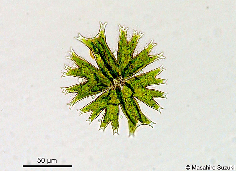 Micrasterias crux-melitensis