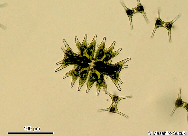 Micrasterias mahabuleshwarensis