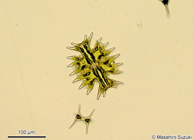 Micrasterias mahabuleshwarensis