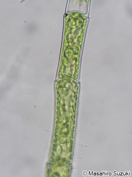 Oedogonium borisianum