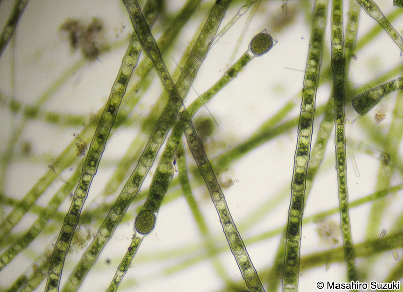 Oedogonium borisianum